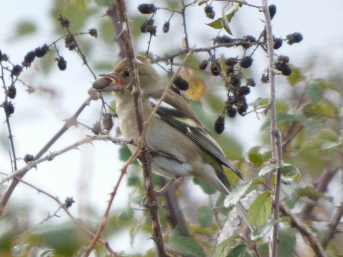 Common Chaffinch - ML646644087