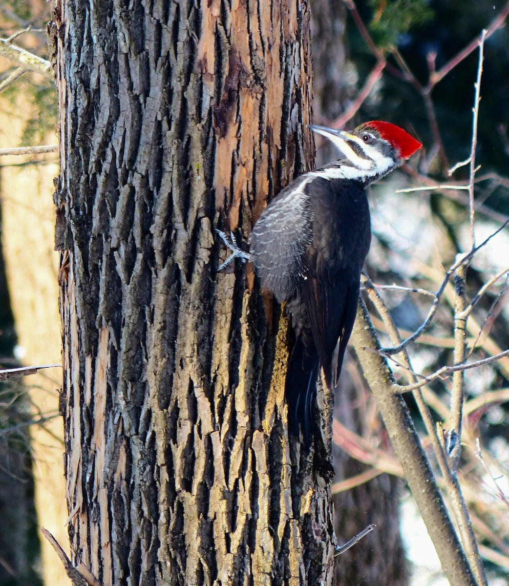Pileated Woodpecker - ML646644096
