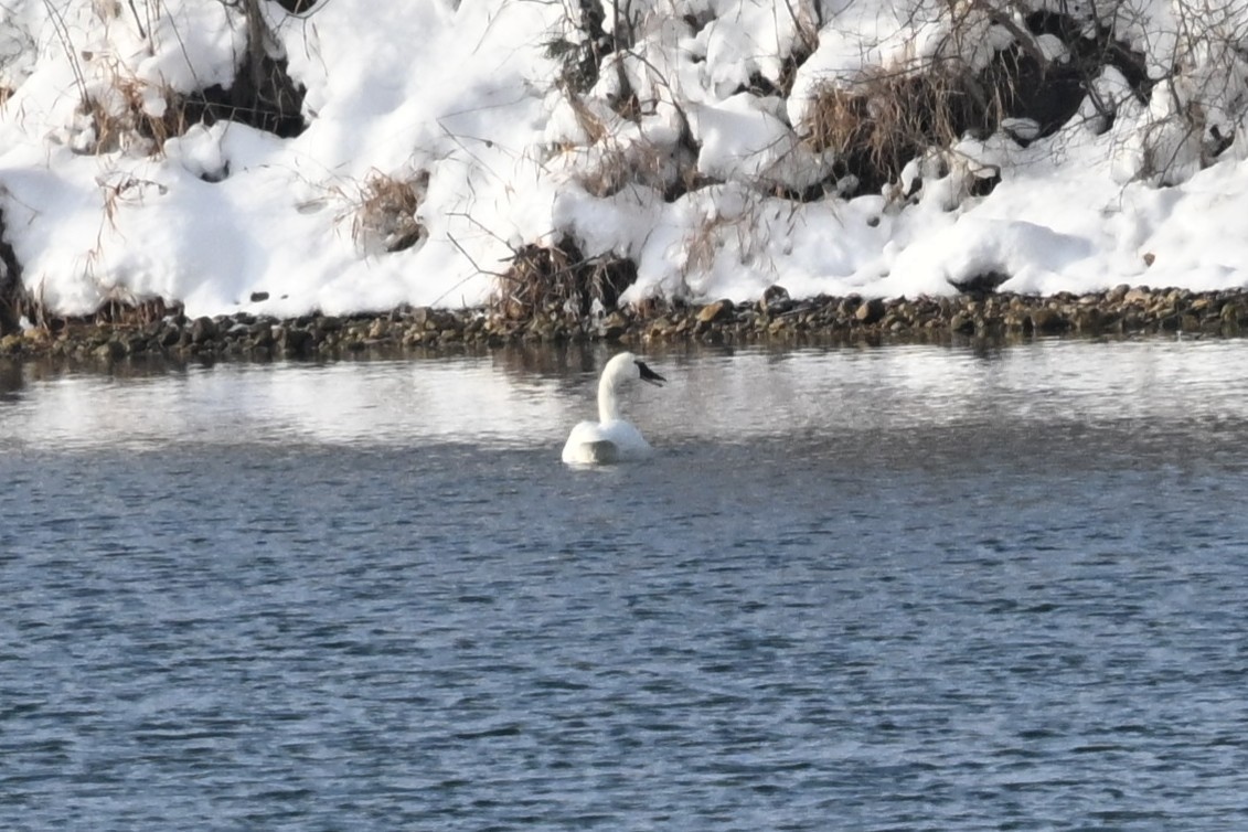 Гунгар хун - ML646644097