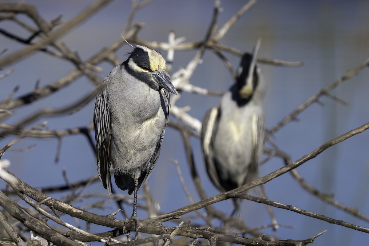 kvakoš žlutočelý - ML646644098