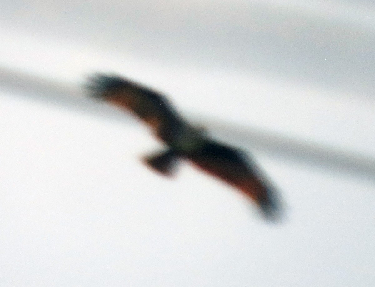 Brahminy Kite - ML646644101