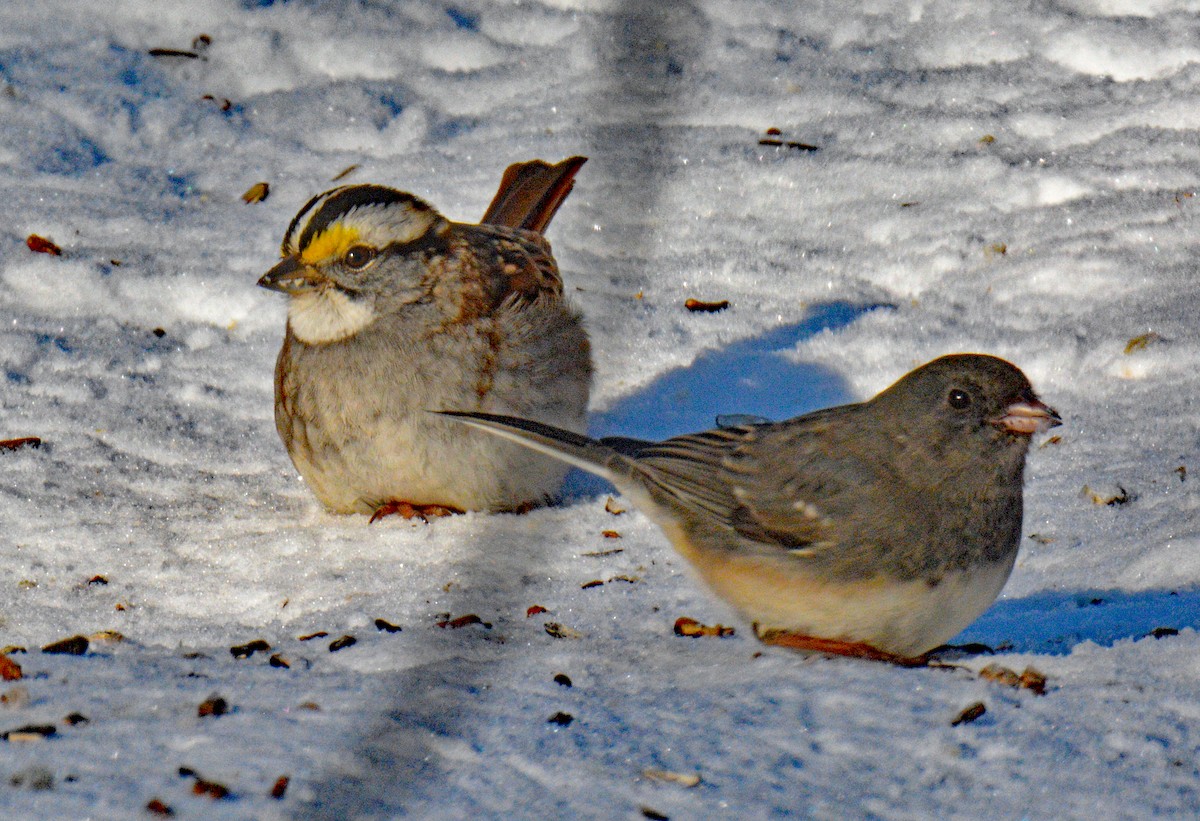 White-throated Sparrow - ML646644105