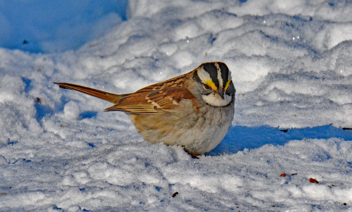 White-throated Sparrow - ML646644106