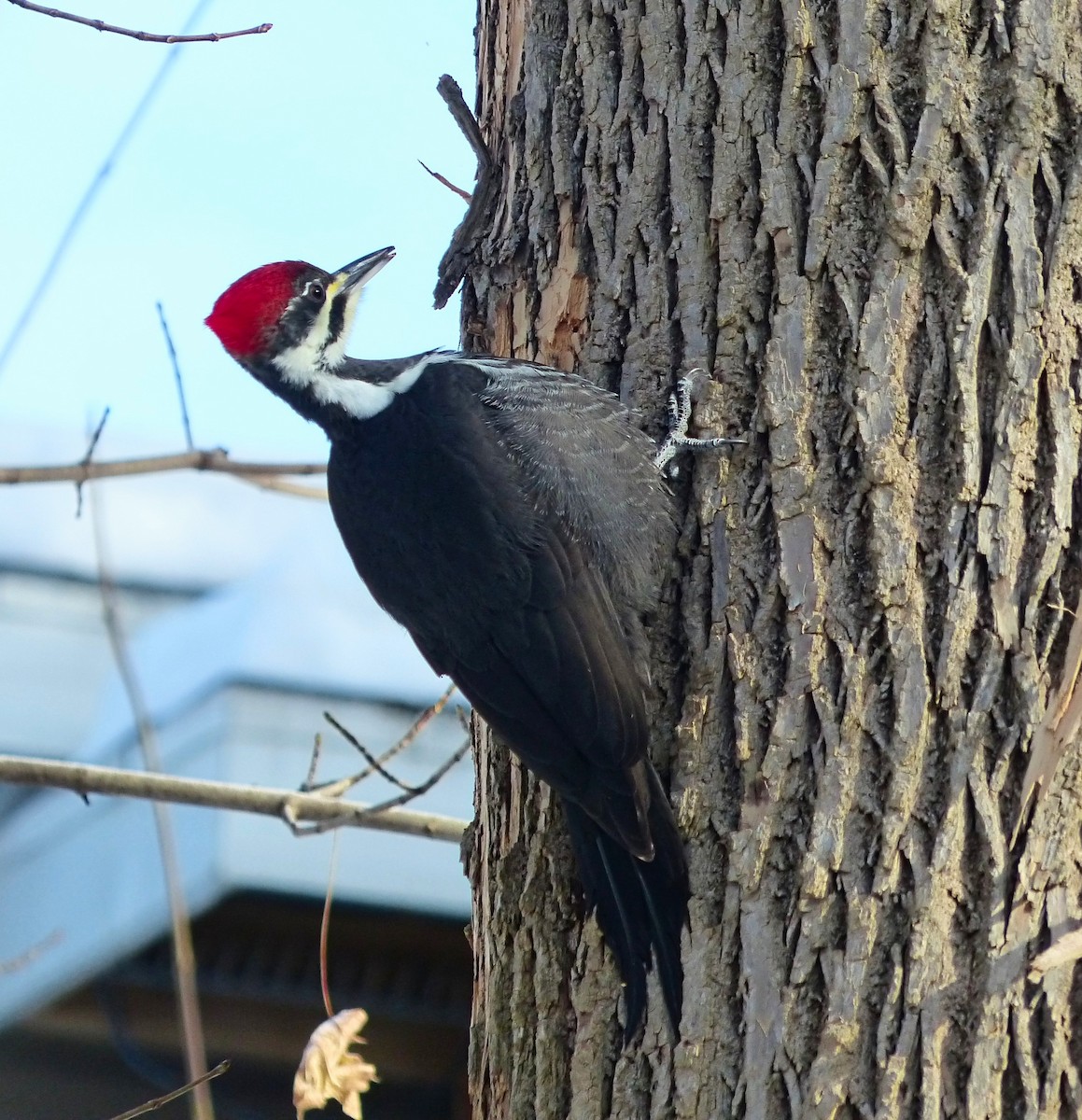 Pileated Woodpecker - ML646644107
