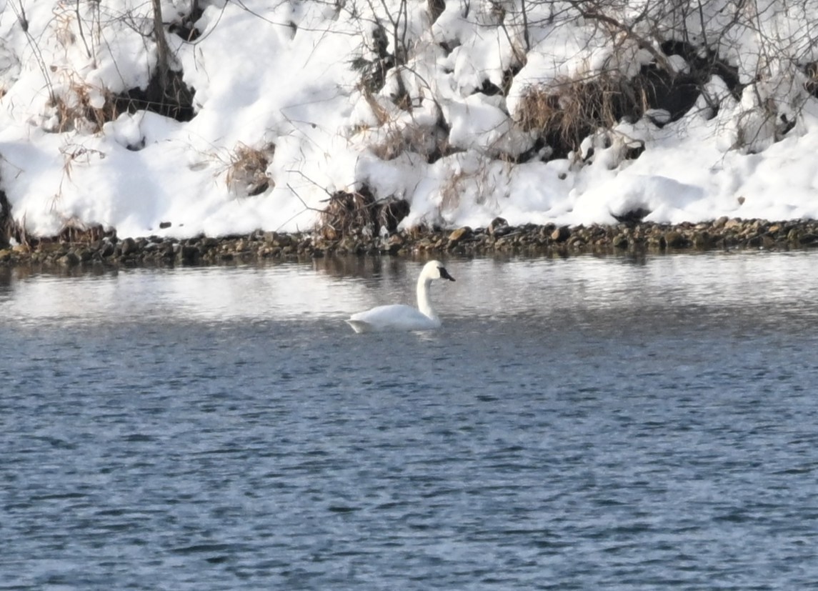 Гунгар хун - ML646644108