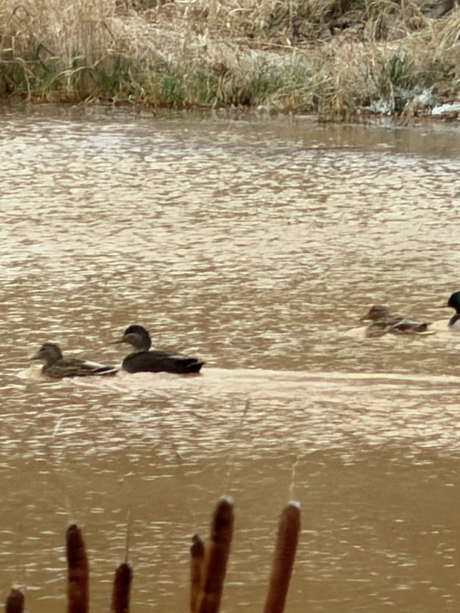 American Black Duck - ML646644111