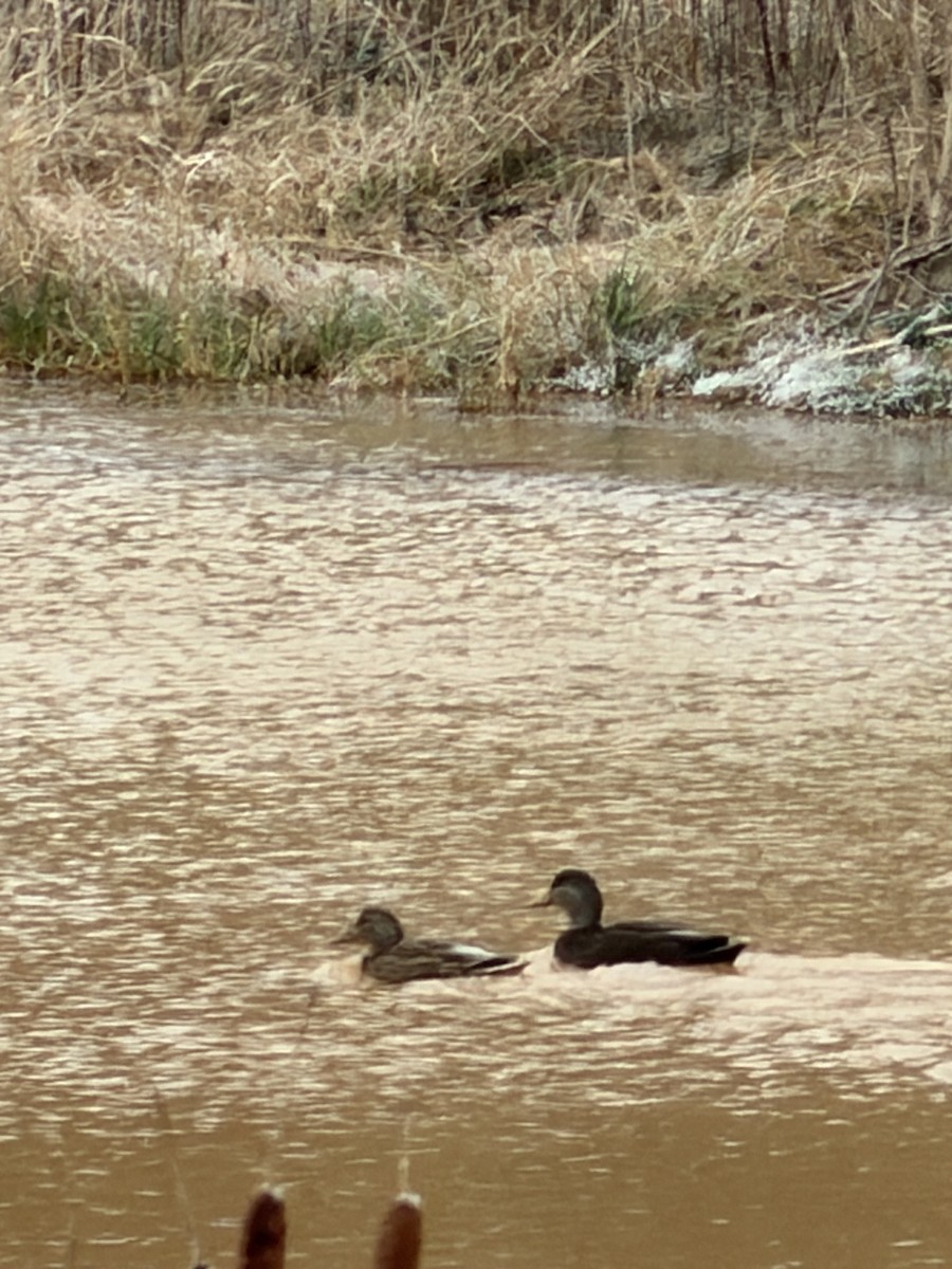American Black Duck - ML646644112