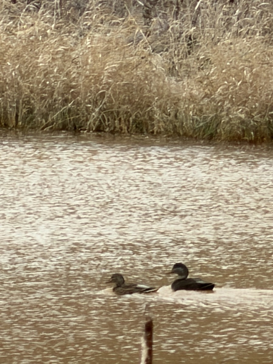 American Black Duck - ML646644113