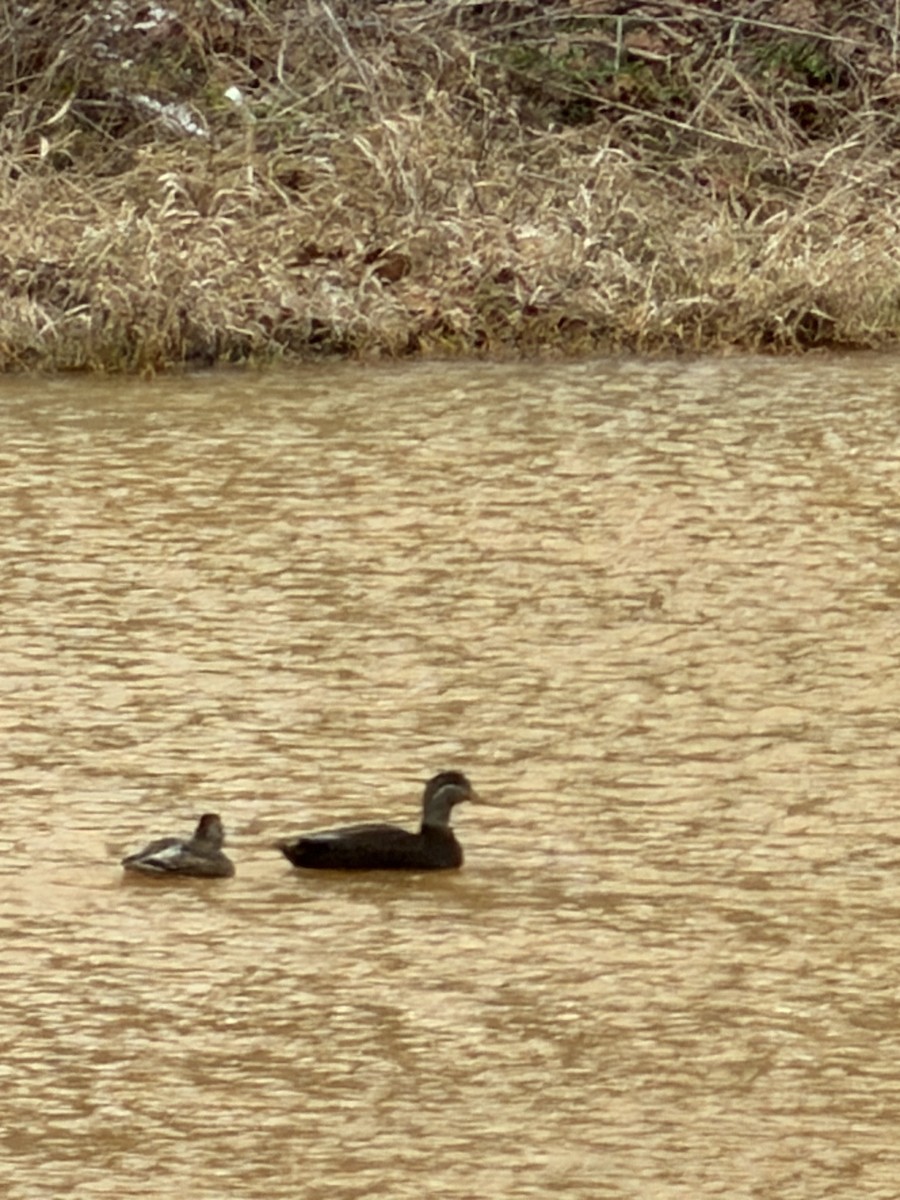 American Black Duck - ML646644114