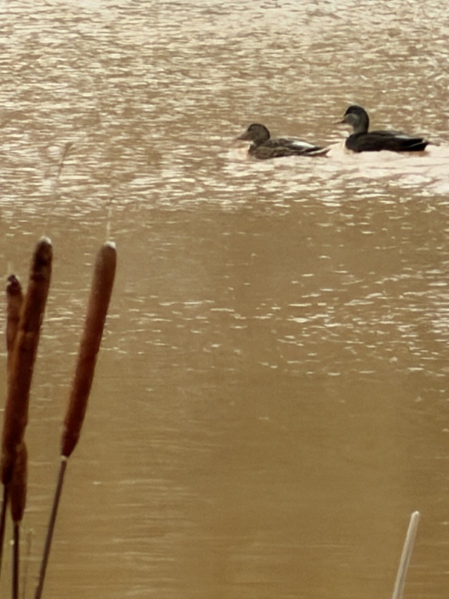 American Black Duck - ML646644115