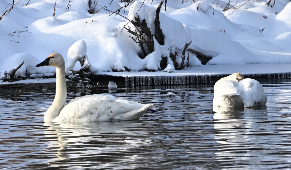 Гунгар хун - ML646644116