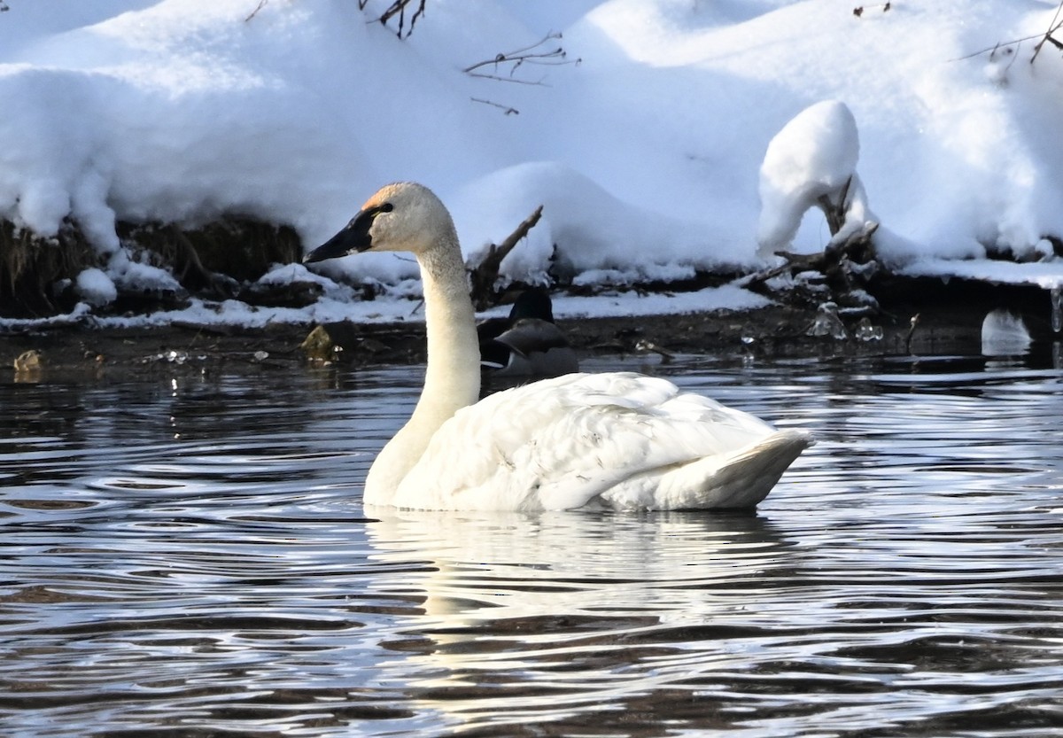 Гунгар хун - ML646644128