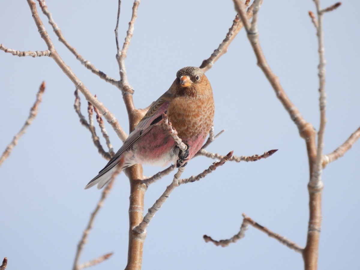 Brown-capped Rosy-Finch - ML646644129