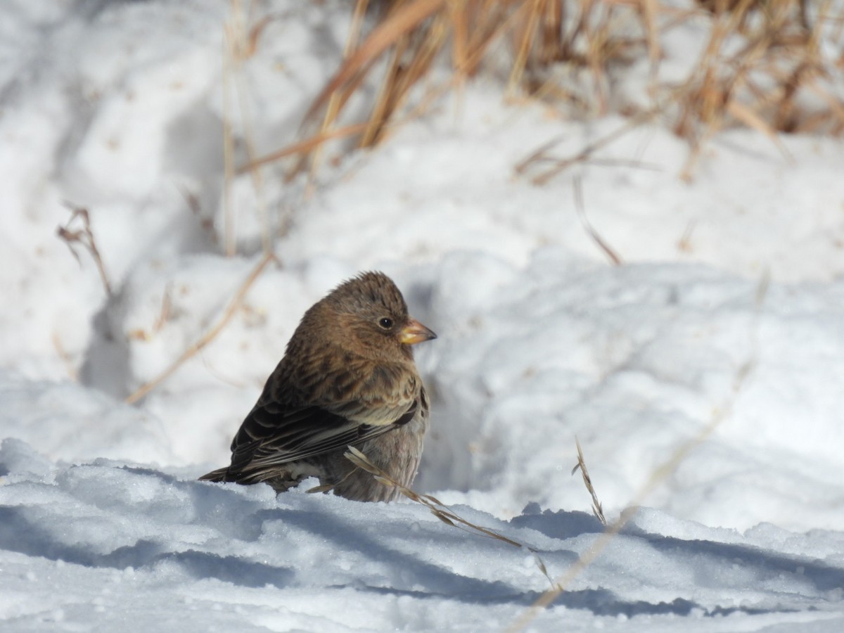 Brown-capped Rosy-Finch - ML646644130