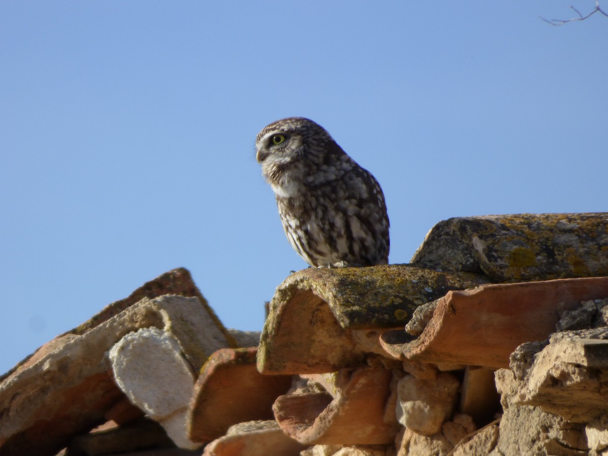 Little Owl - ML646644131