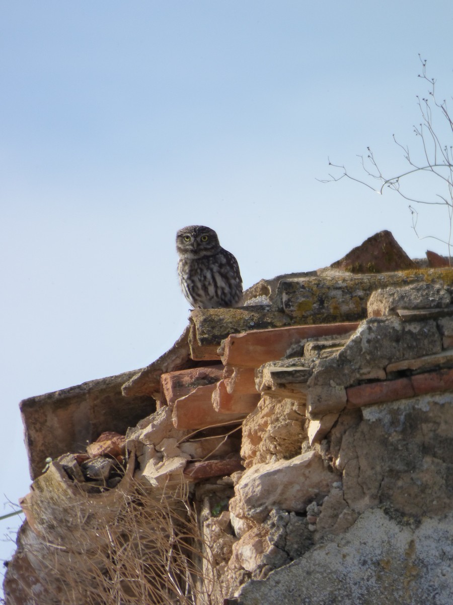Little Owl - ML646644132