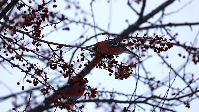 Щур - ML646644135