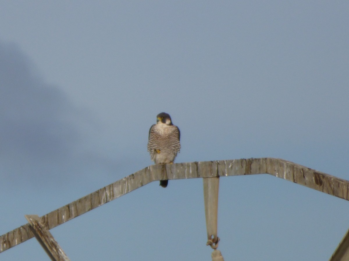 Peregrine Falcon - ML646644137