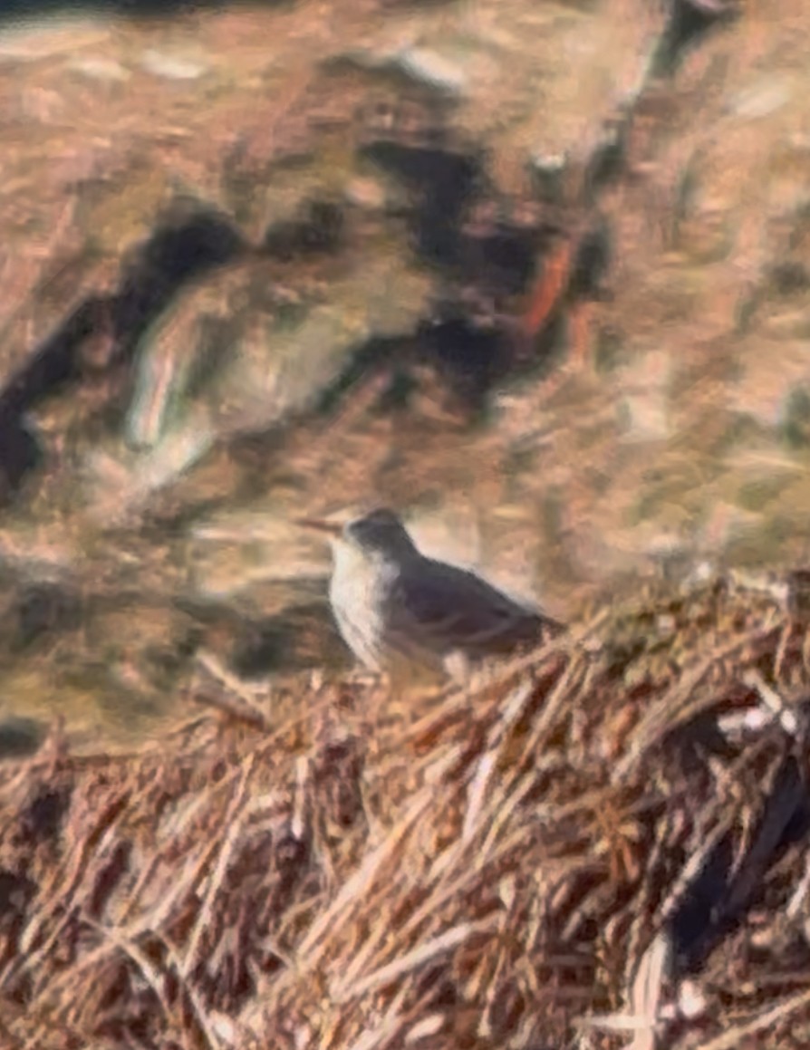 Харзны шийхнүүхэй - ML646644140