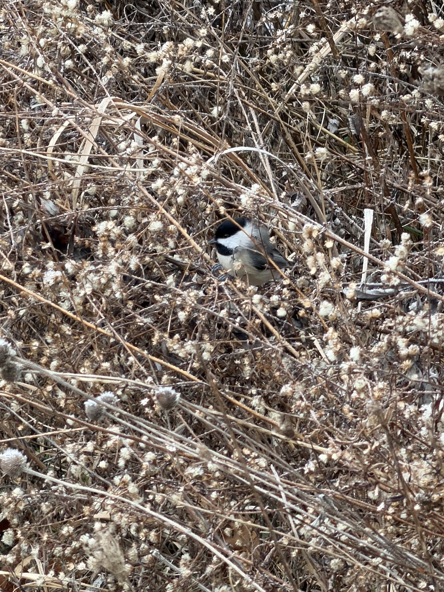 Carolina Chickadee - ML646644141