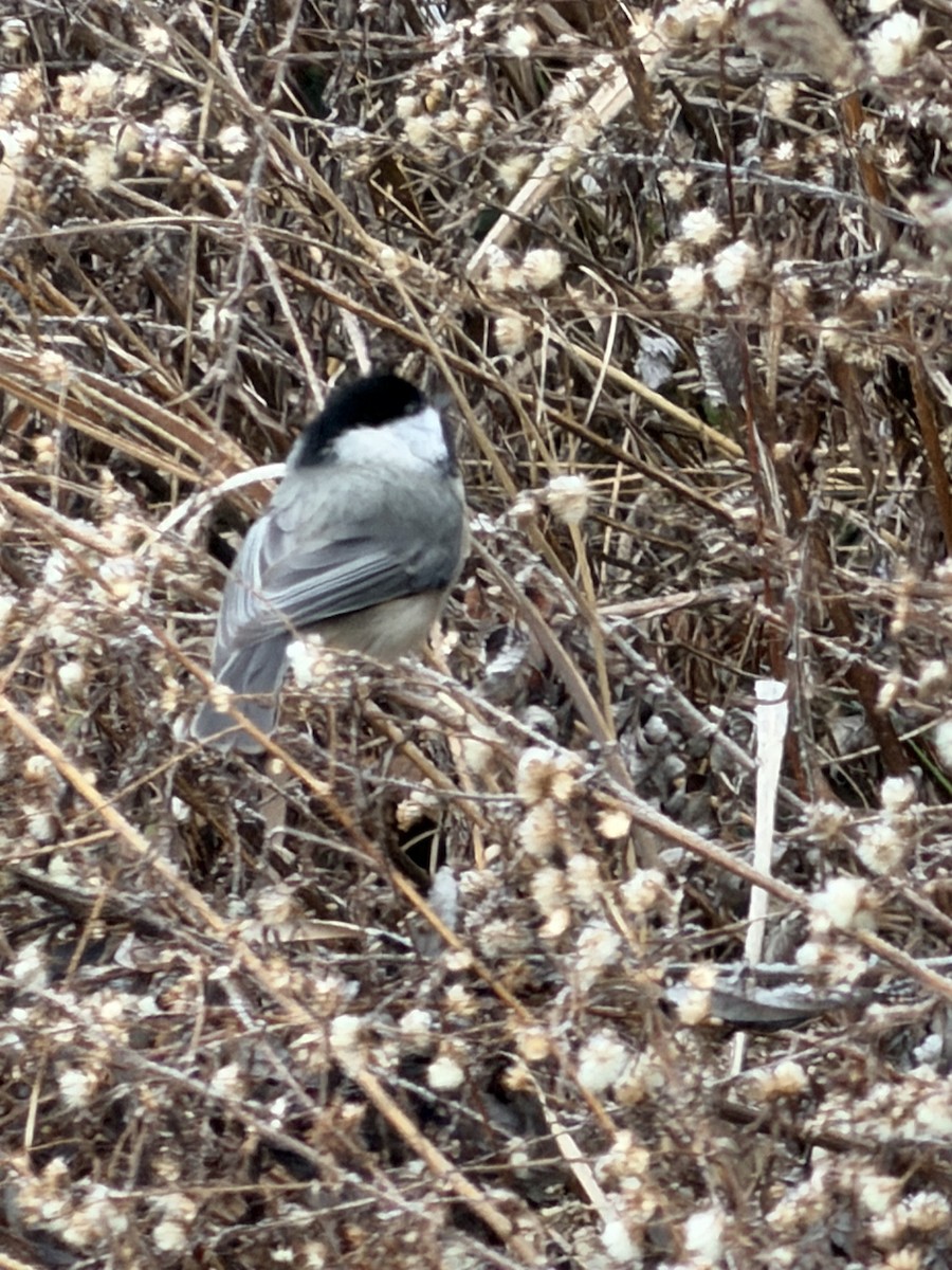 Carolina Chickadee - ML646644142