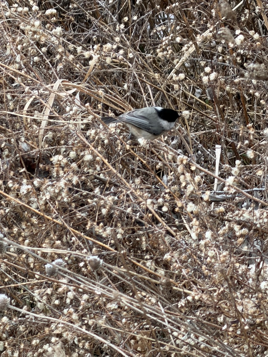 Carolina Chickadee - ML646644143