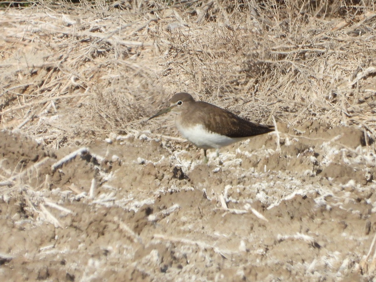 Waldwasserläufer - ML646644148