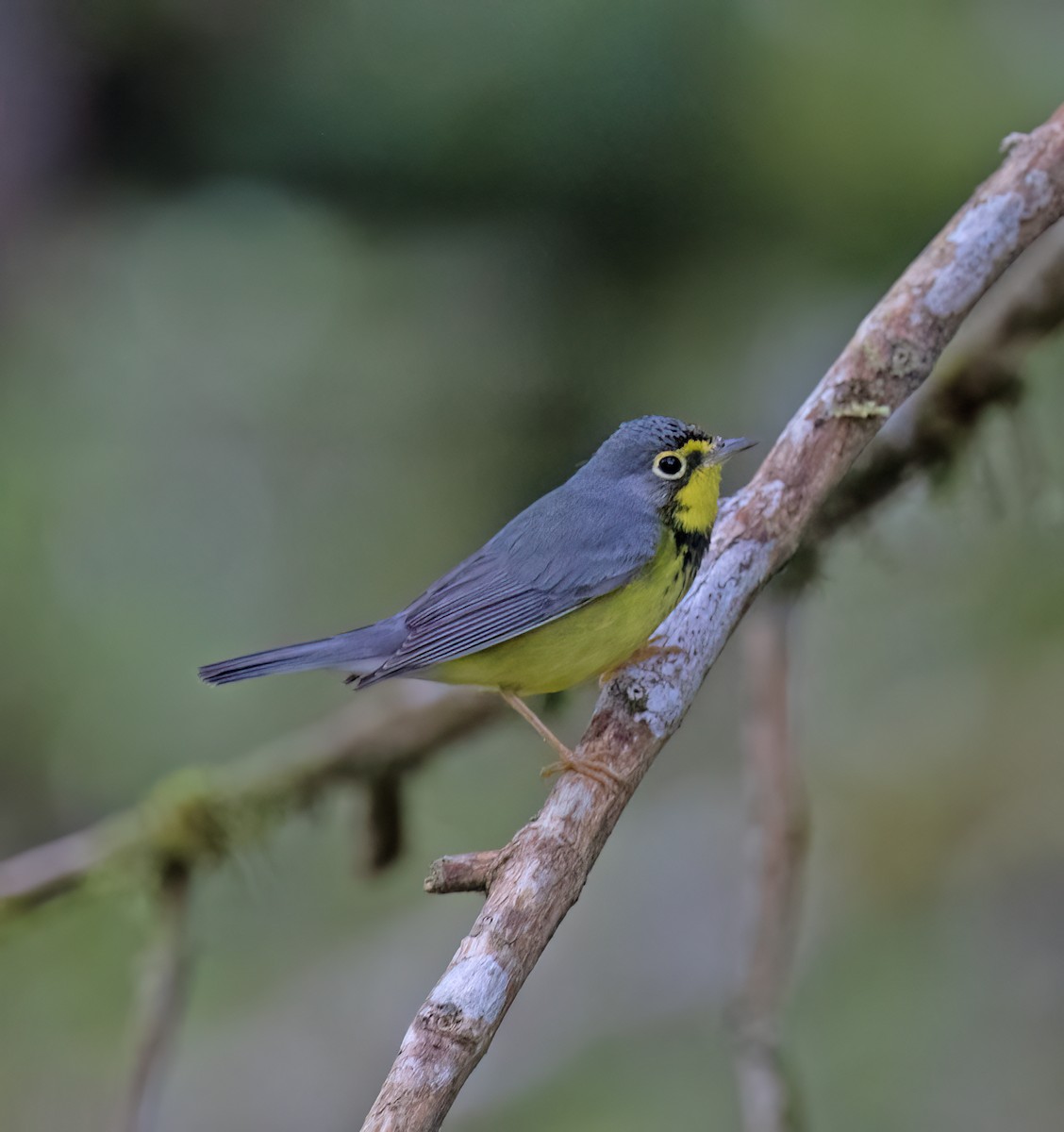 Paruline du Canada - ML646644149