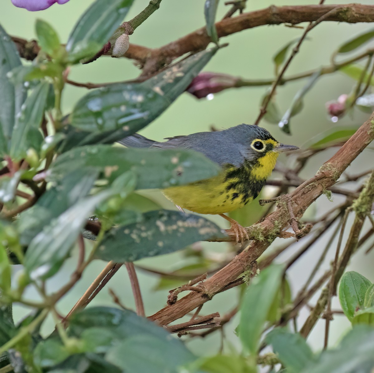 Paruline du Canada - ML646644150