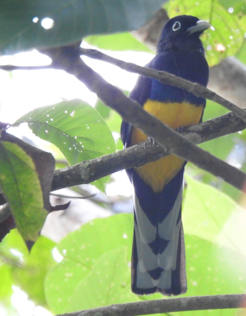 Green-backed Trogon - ML646644154