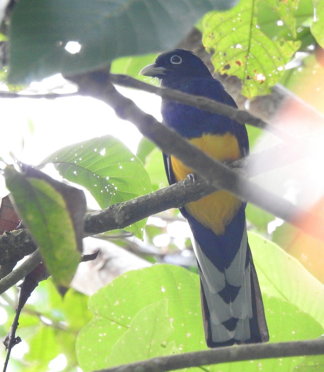 Green-backed Trogon - ML646644155