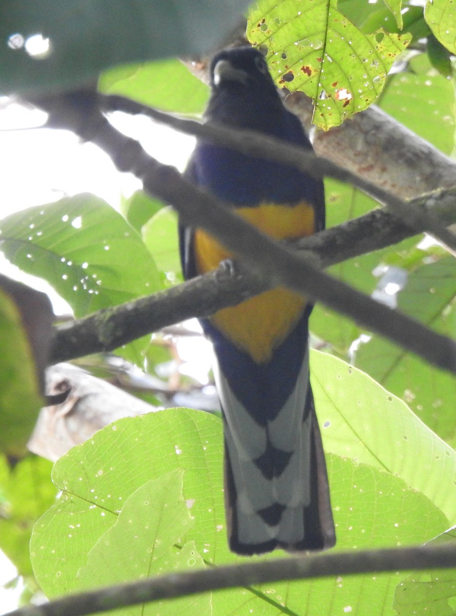 Green-backed Trogon - ML646644156