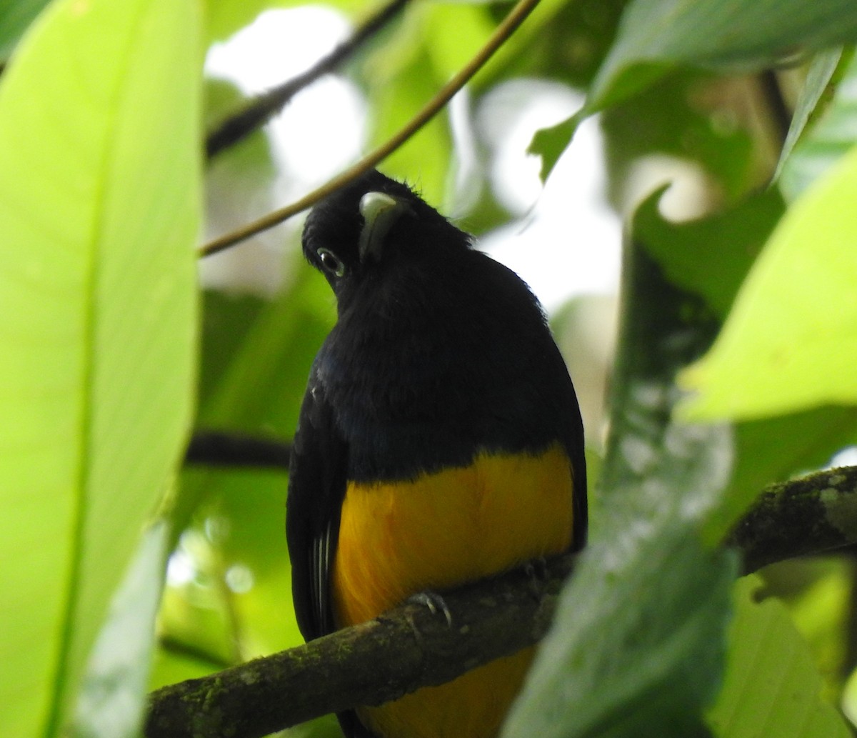 Green-backed Trogon - ML646644157