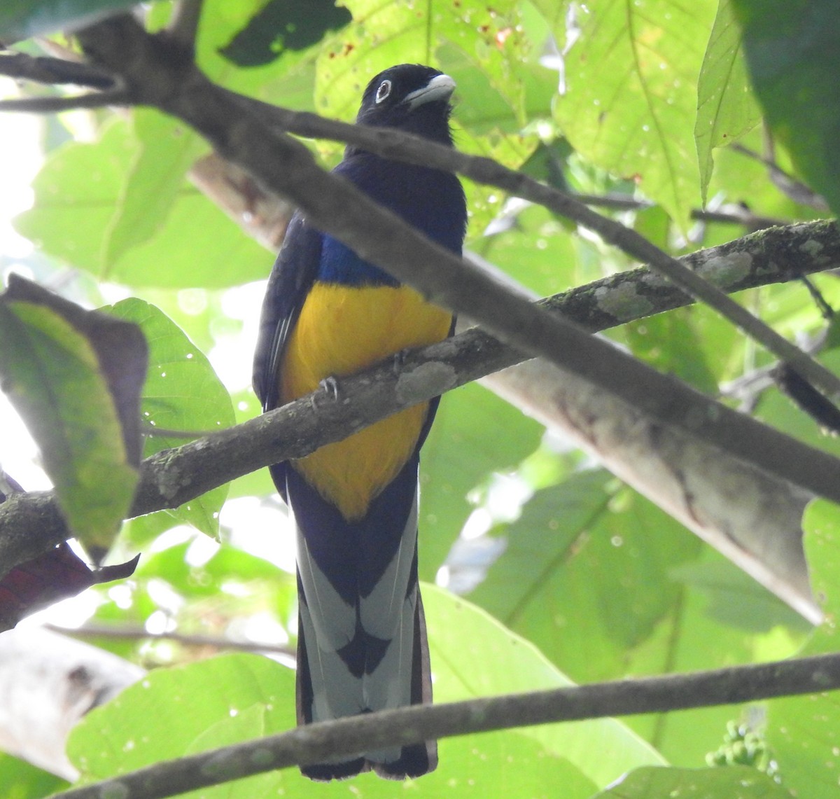 Green-backed Trogon - ML646644158