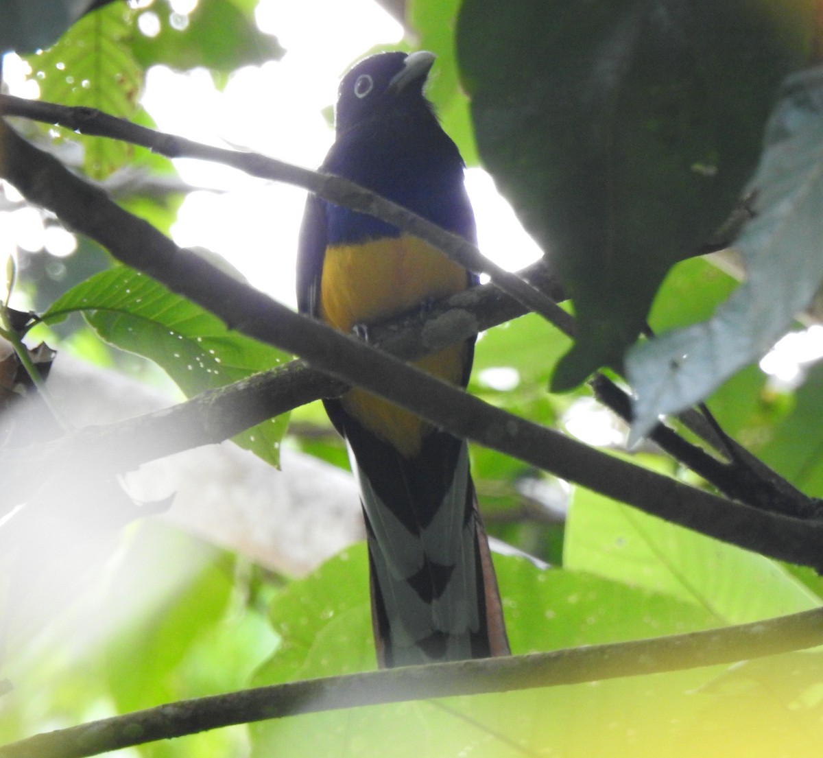 Green-backed Trogon - ML646644159