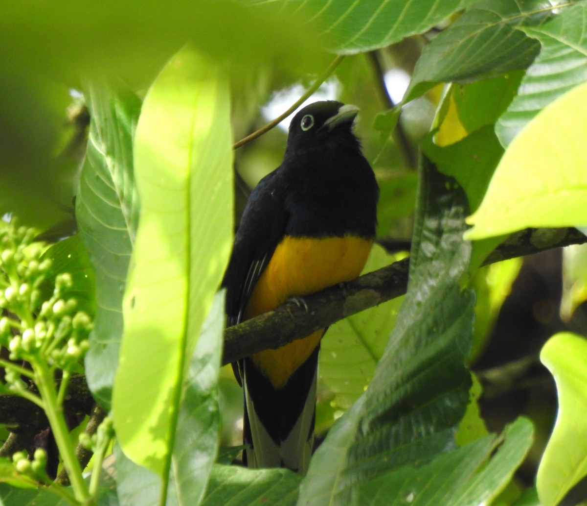Green-backed Trogon - ML646644160