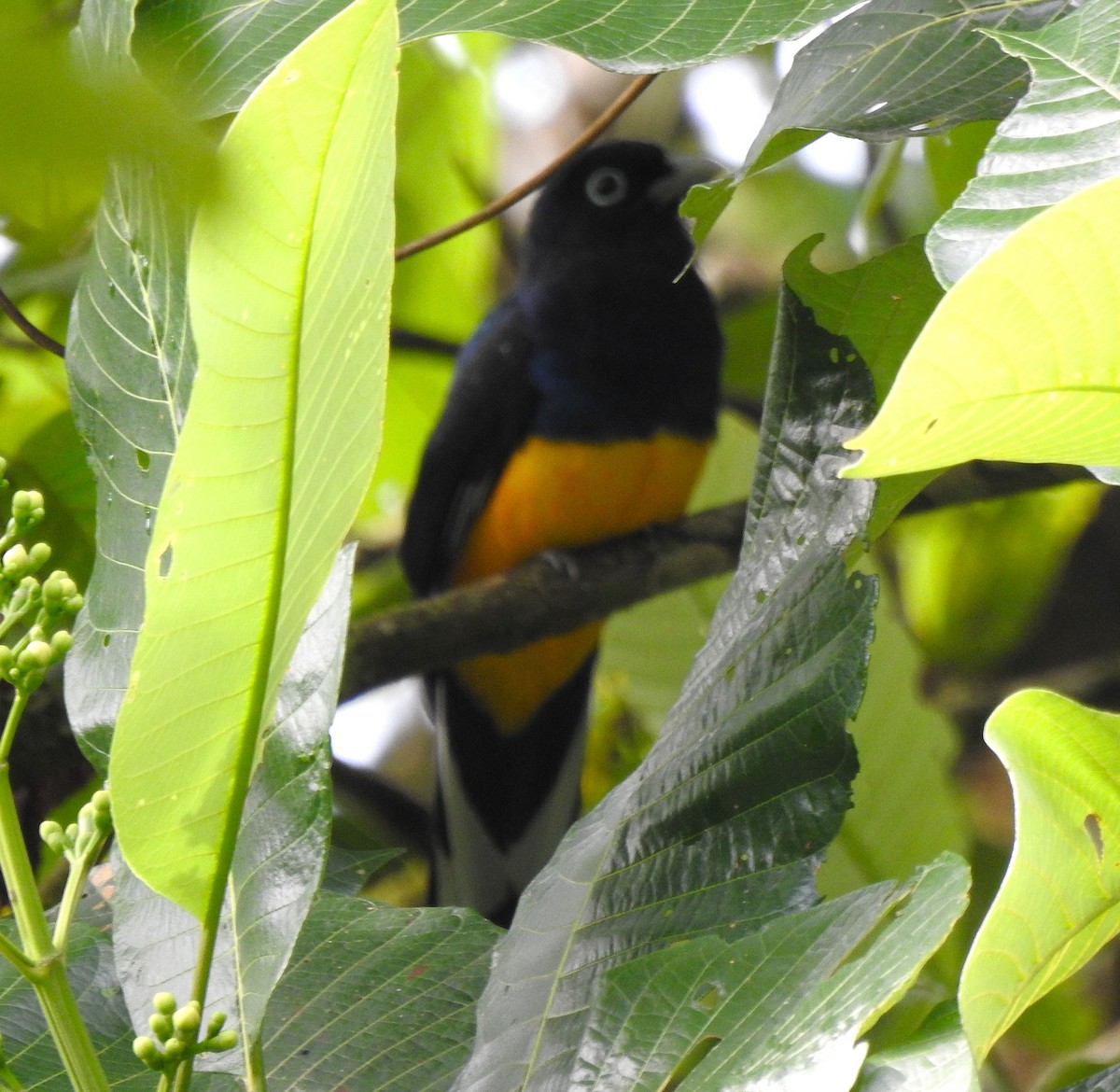 Green-backed Trogon - ML646644161