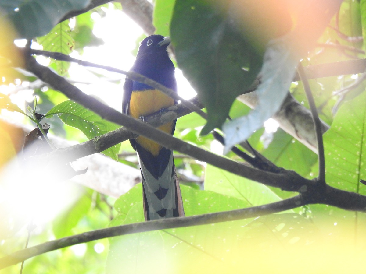 Green-backed Trogon - ML646644162