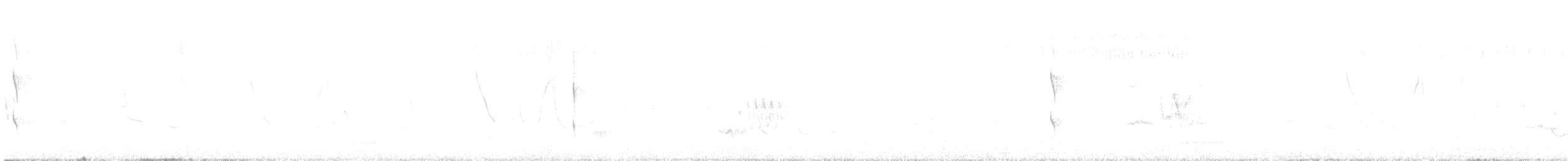 Todirostre à ventre perle - ML646644175