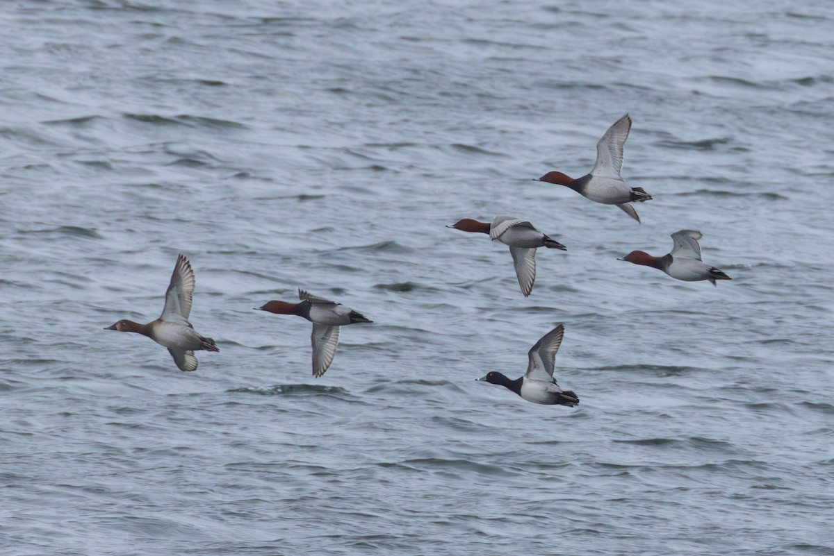 Moretta dal collare - ML646644179