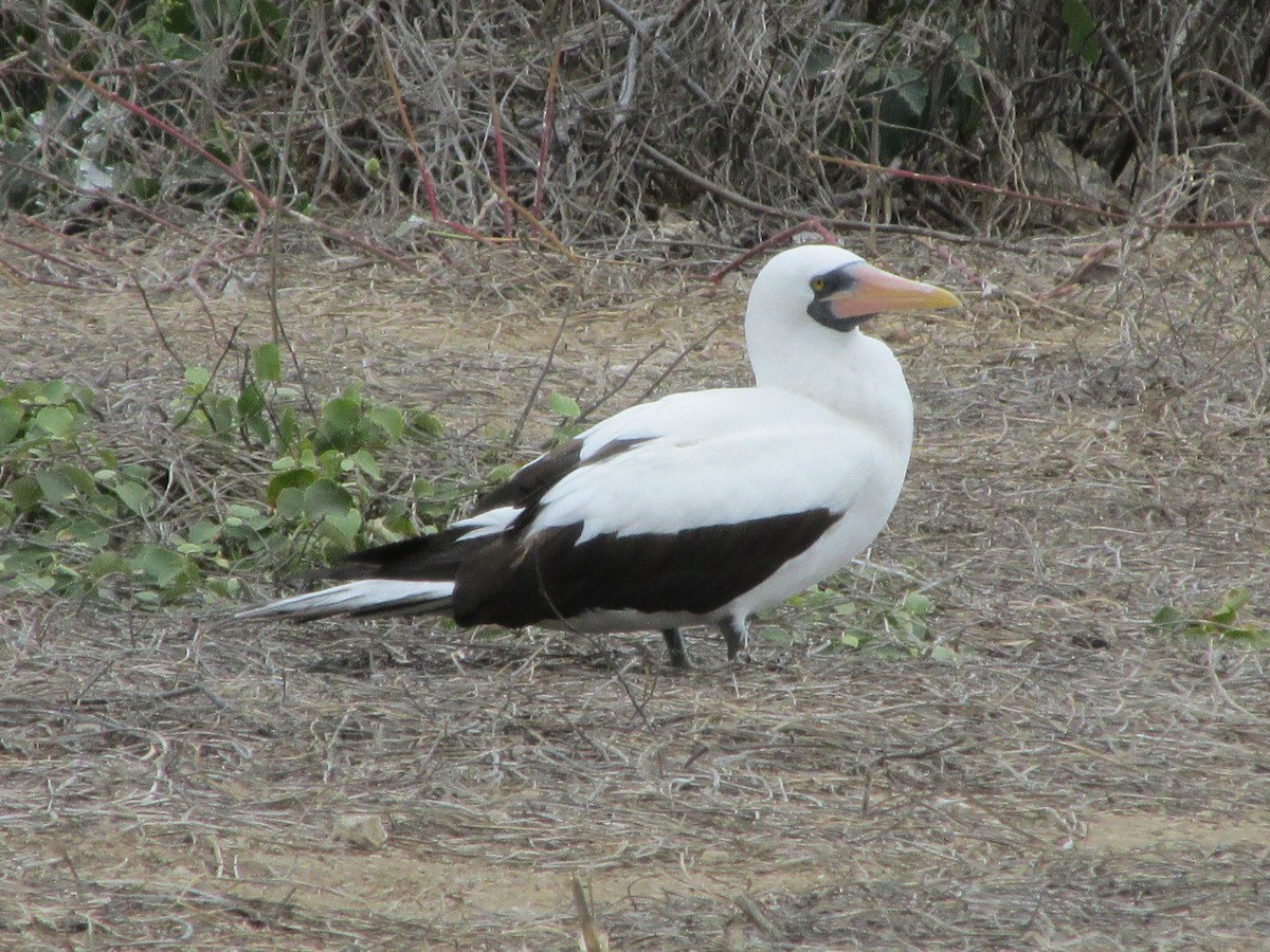 Zanga galapagoarra - ML646644184