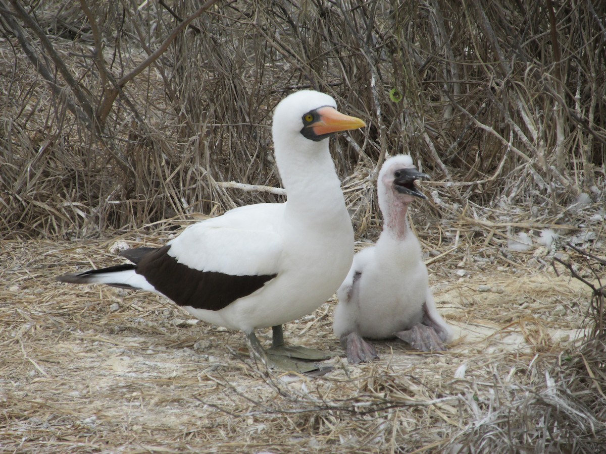 Zanga galapagoarra - ML646644188