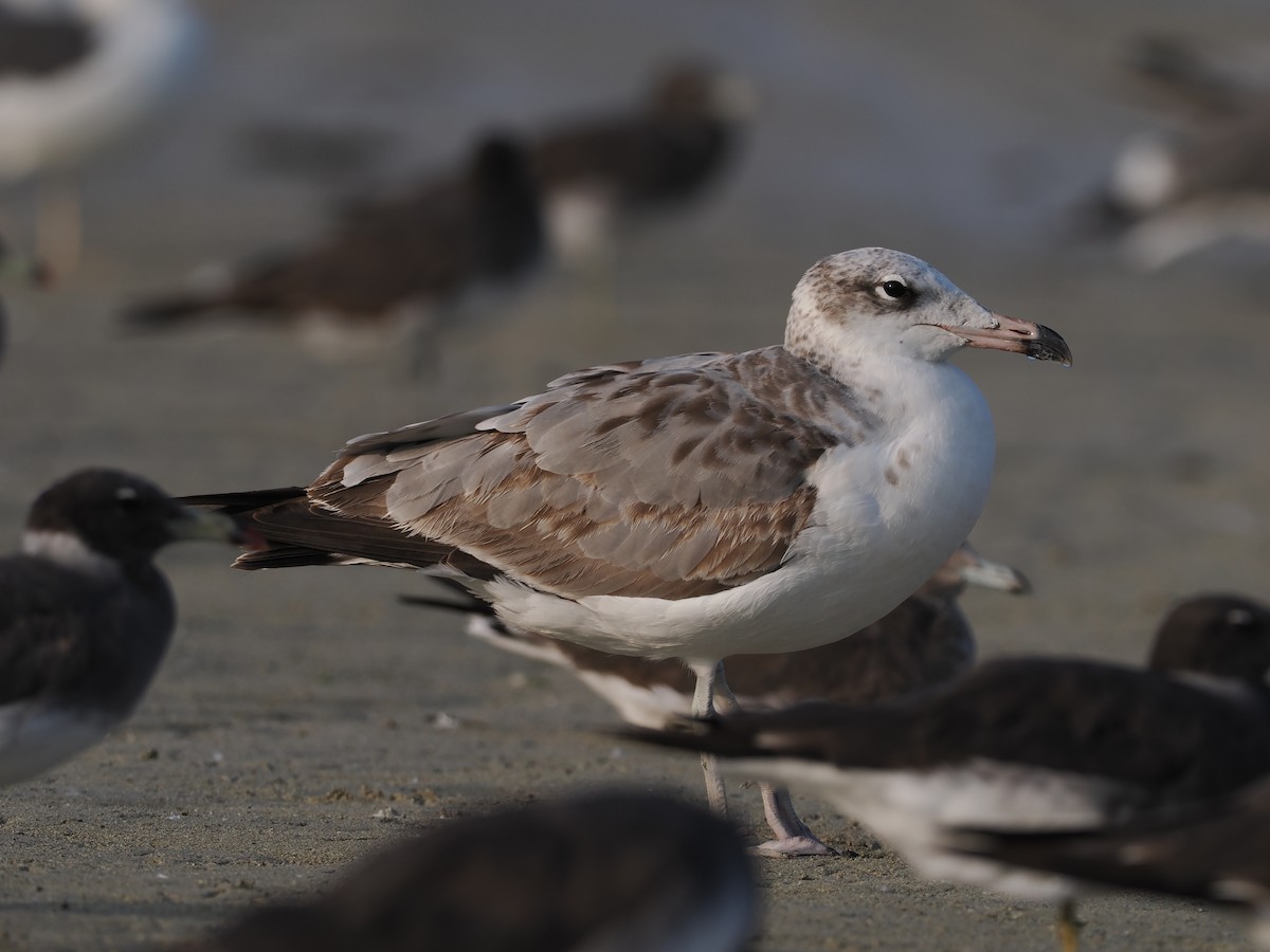 Pallas's Gull - ML646644189
