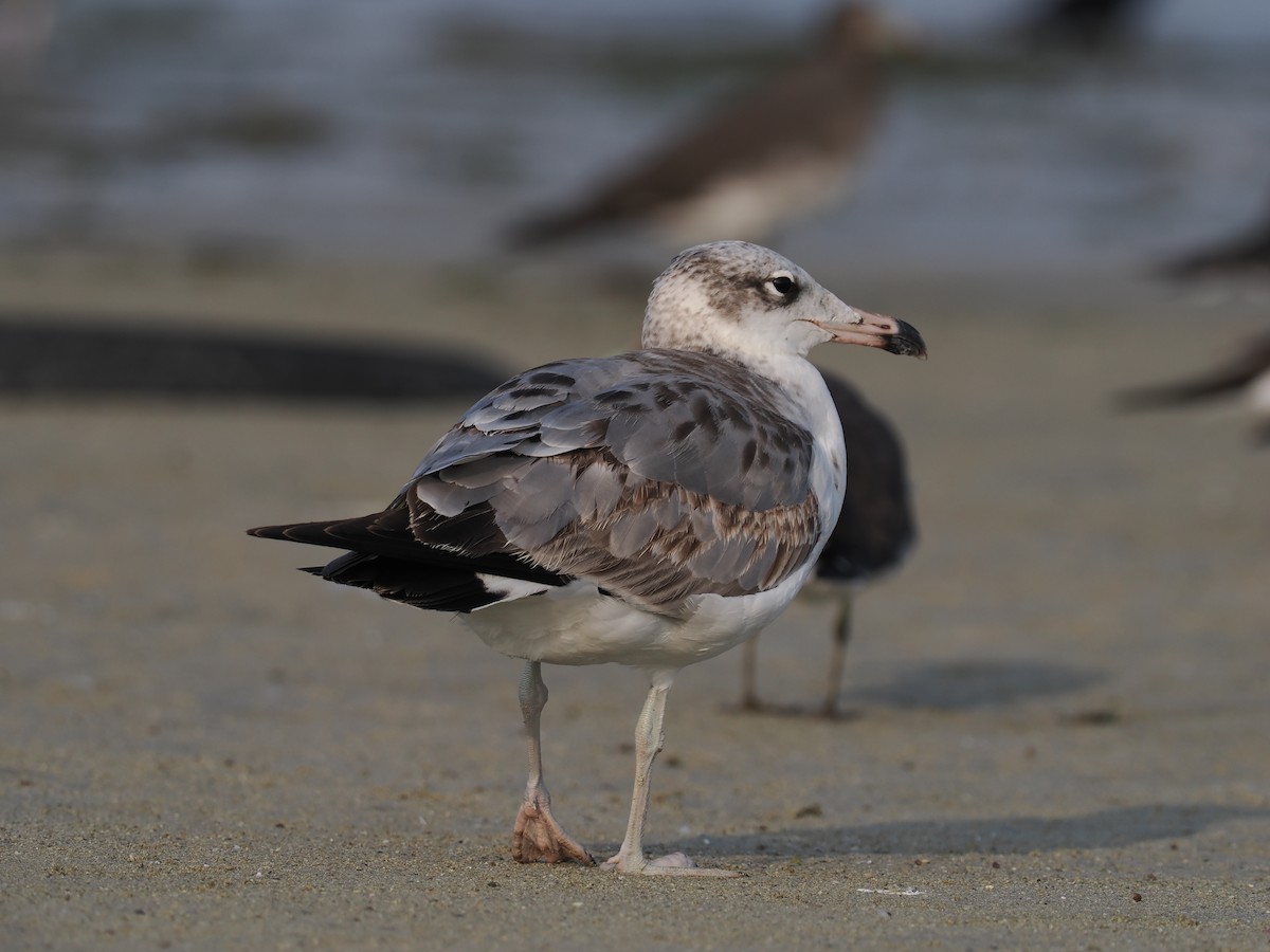 Pallas's Gull - ML646644190