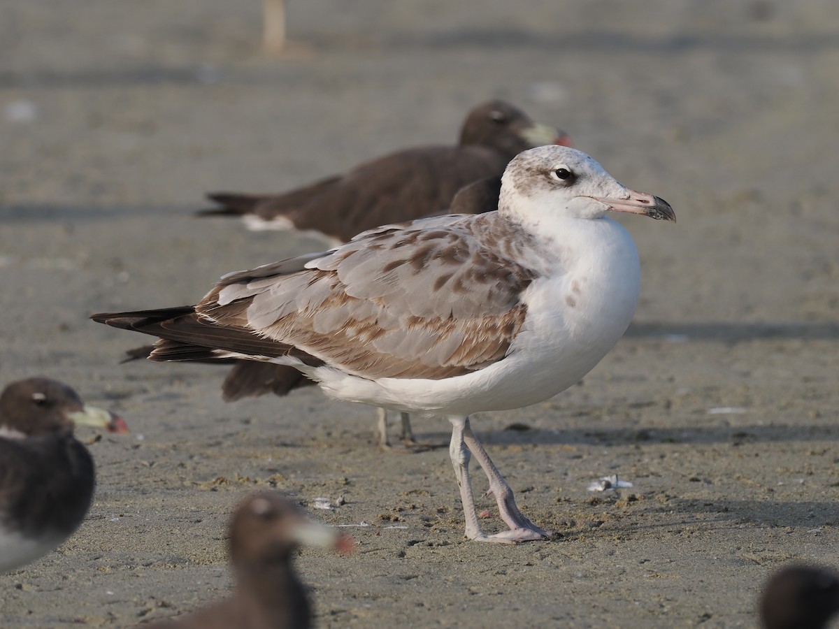 Pallas's Gull - ML646644191