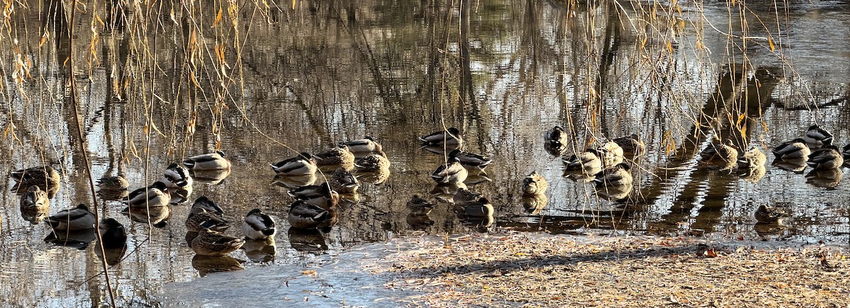 Sarcelle d'hiver - ML646644196