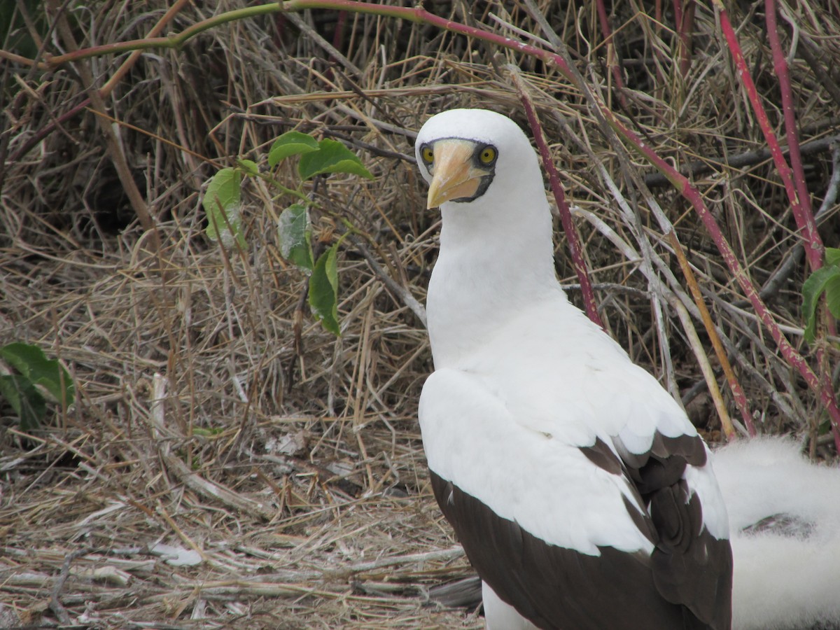 Zanga galapagoarra - ML646644197