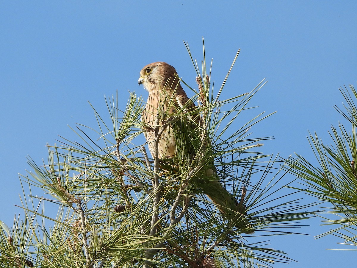 Turmfalke - ML646644203