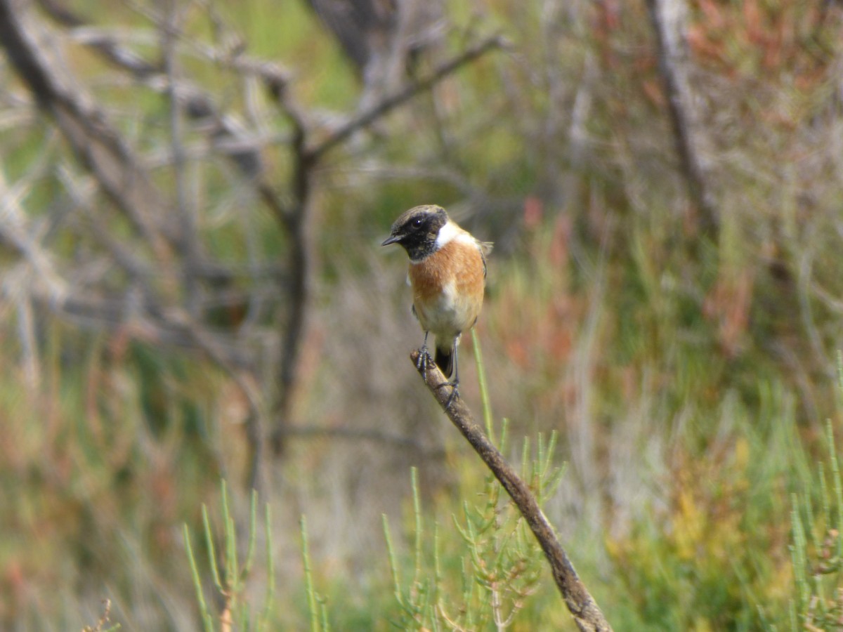 European Stonechat - ML646644205