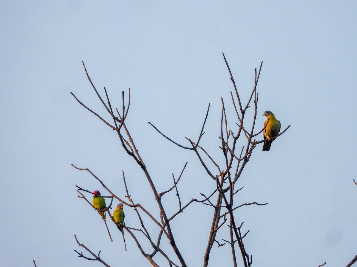 Perruche à tête prune - ML646644206